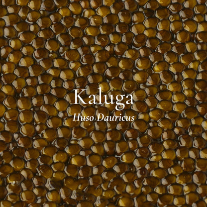 Kaluga Caviar