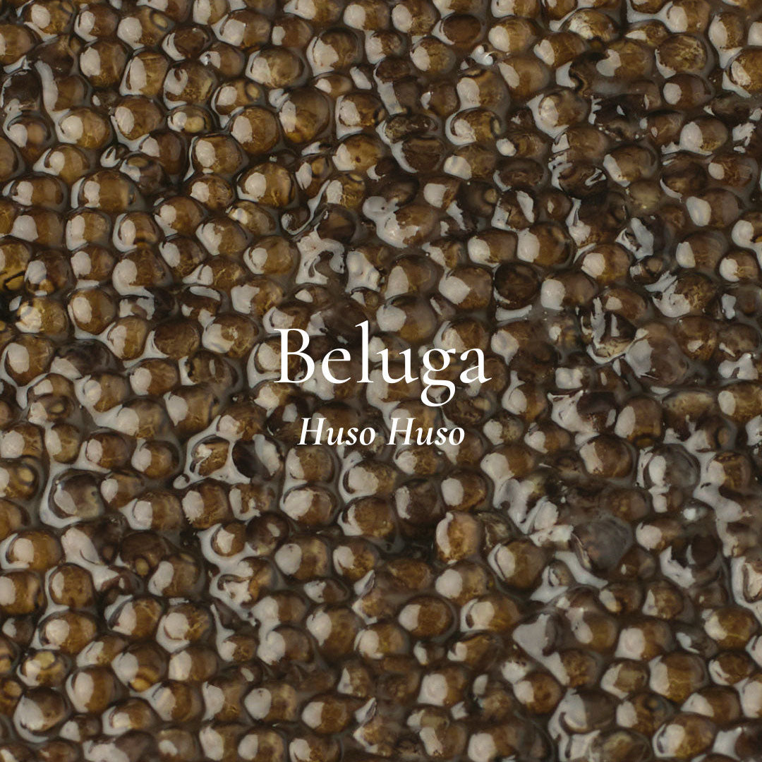 Beluga Caviar