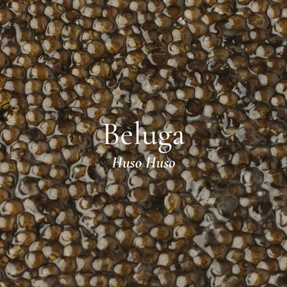 Beluga Caviar