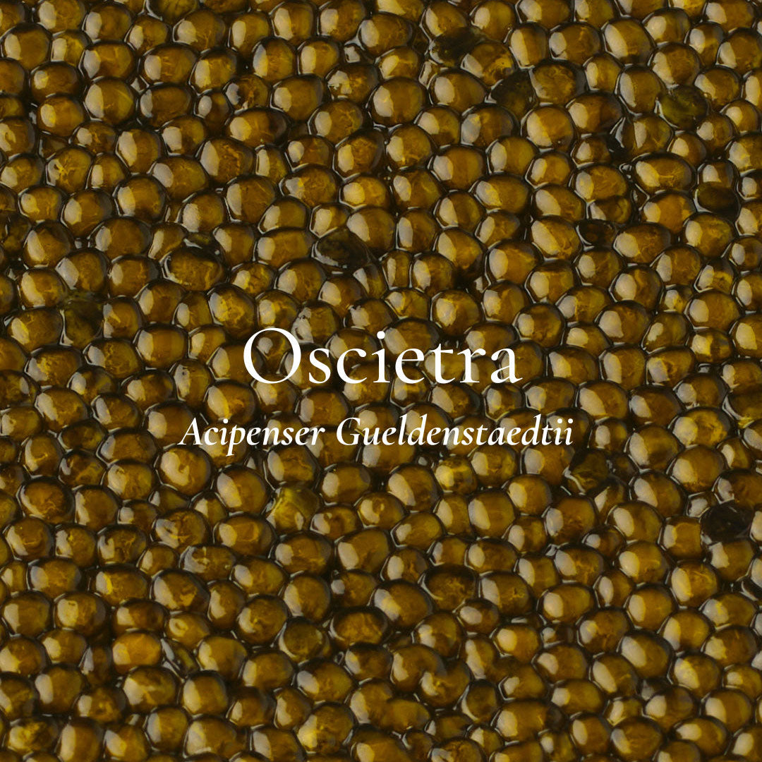Oscietra Caviar